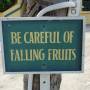 be_care_falling_fruits.jpg