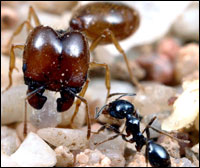 Duas formigas da espécie Pheidole barbata, desempenhando papéis diferentes na mesma colônia