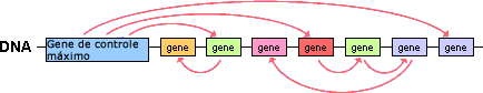 Genes que regulam outros genes