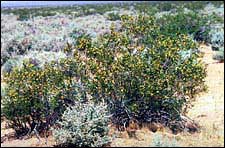 O arbusto de creosoto é uma planta do deserto-moradia, que produz toxinas