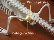 Membro posterior / fixação pélvica em crocodilo