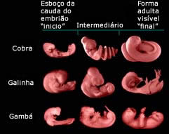 Estágios de desenvolvimento de embriões