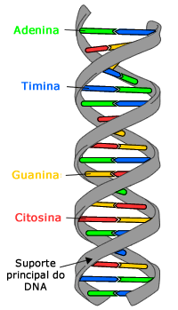 Estrutura de dupla hélice de DNA com bases rotuladas