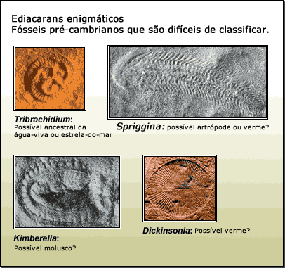 Ediacarans enigmática: fósseis pré-cambrianas que são difíceis de classificar