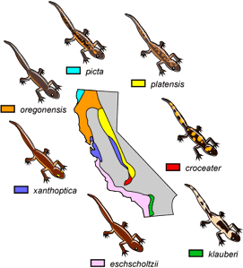 Ensatina distribuição salamandra na Califórnia