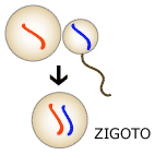 Combinação de fertilização mostrando chromasomes do espermatozóide e do óvulo