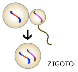 Diagrama de fertilização nova mostra "recombinados" genes combinando no ovo fertilizado.
