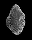 Micrografia eletrônica de varredura de um foraminiferan