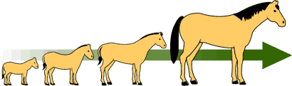 Evolução do cavalo descrito como uma tendência