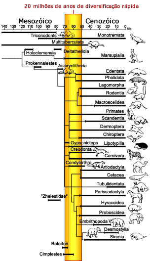 Diversificação dos mamíferos ocorreu em um curto espaço de tempo
