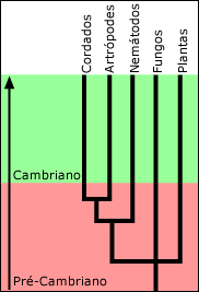 Divergência importante ocorreu no Pré-cambriano