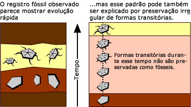 Preservação irregular de formas de transição.