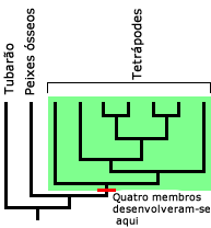 Filogenia mostrando onde os quatro membros evoluiu