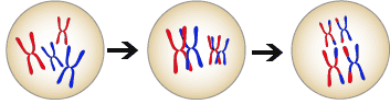 diagrama mostrando a recombinação de cromossomos