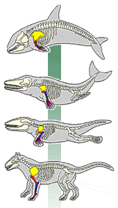 Formas de transição na evolução das baleias