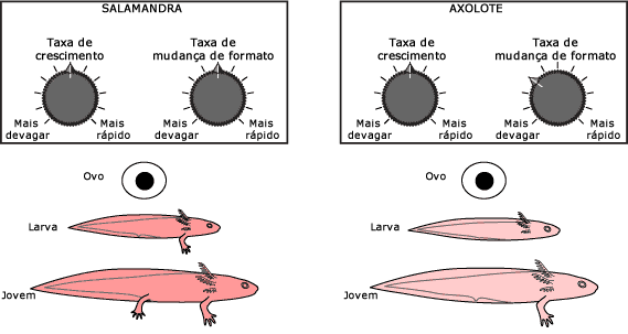 desenvolvimento de salamandra e axolotl
