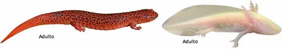 Salamandra e axolotl adulto