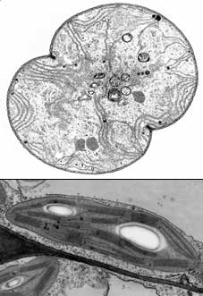 Cloroplastos podem ter evoluído a partir de cianobactérias
