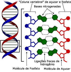 A estrutura do DNA