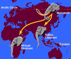 Migração de elefantes