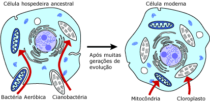 Origem a hipótese de mitocôndrias e cloroplastos 