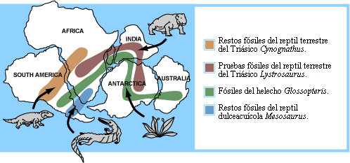 Fósseis comuns aos continentes do sul