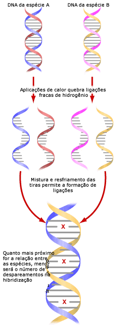Hibridização de DNA