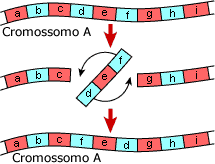 Inverção cromossômica