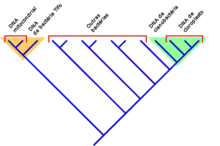 Cladograma mostrando as relações
 entre tifo / mitocôndrias e cianobactérias / cloroplastos