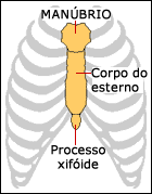 O esterno humano tem três segmentos