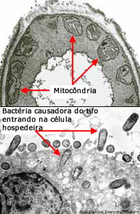 Mitocôndria podem ser descendentes de parentes de uma bacté que causam tifo