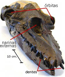 crânio Aetiocetus