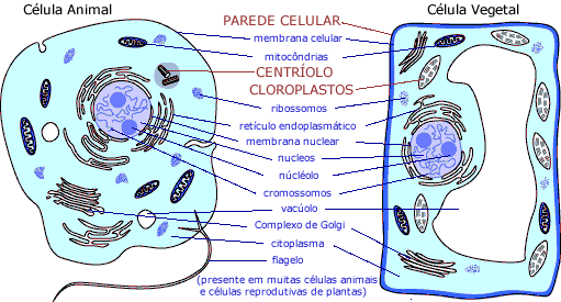 Animal and plant cell comparison