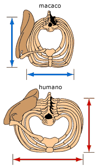 Macacos / comparação peito humano