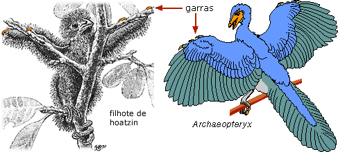 Garras em cigana pinto e Archaeopteryxeryx