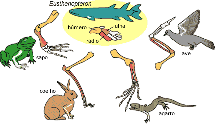 Homologia de tetrápodes forelimbs
