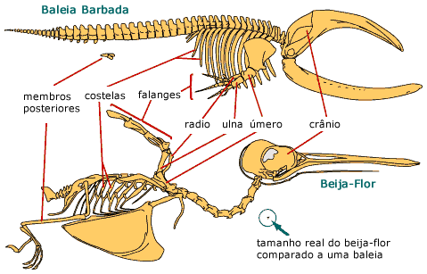 Whale/hummingbird comparison