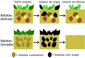 Diversas e clonado patches de batata
