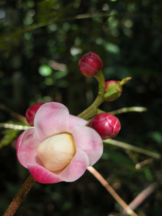Flor Lecythidaceae ESGR