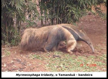 Tamanduá-bandeira, símbolo da biodiversidade brasileira