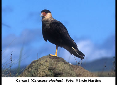 Carcará,  fotografado na Serra da Canastra, São Roque de Minas, MG