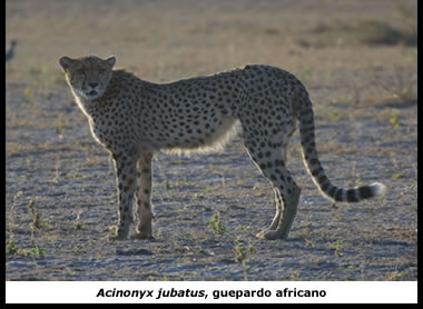 Guepardo africano, animal de baixa diversidade genética
