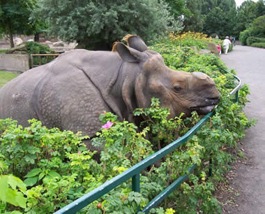 O rinoceronte indiano é um animal de alta diversidade genética