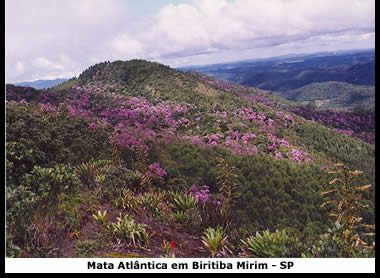 Mata Atlântica no município de Biritiba Mirim - SP
