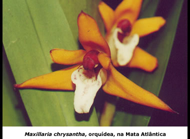Flor de orquídea presente na Mata Atlântica, região sudeste