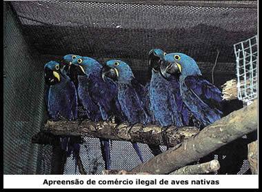 Comércio ilegal de aves nativas