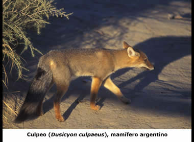 Culpeo, fotografado na na Peninsula Valdes, Chubut, Argentina