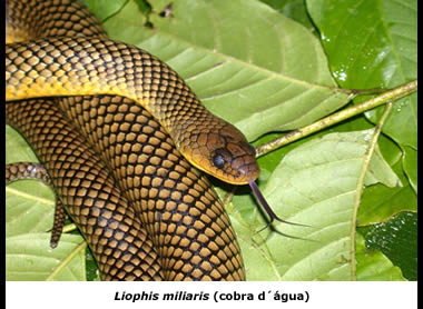 Liophis miliaris (cobra d´água) coletada na Estação Ecológica de Bananal - SP