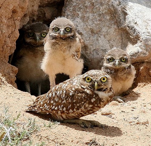 Burrowing owl adult and its nestlings