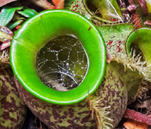  Figure 1: The web built by //X. beaveri// on the pitcher of //Nepenthes ampullaria// 